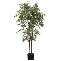 Erable Japonica 198 cm