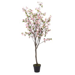 Cerisier Superba 200 cm rose