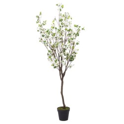 Cerisier Superba 200 cm blanc