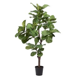 Ficus Lyrata Stam 198 cm