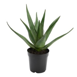 Aloe Vera Verox H38 cm