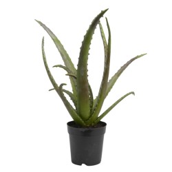 Cactus Aloe Vera Verox H48 cm